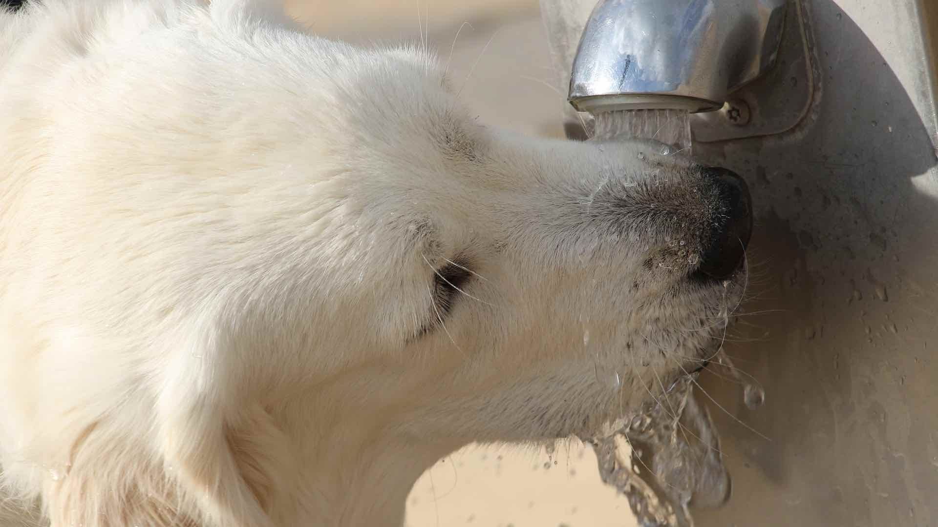 Las mascotas con mucho pelaje deben mantenerlo corto para ayudar a evitar golpes de calor