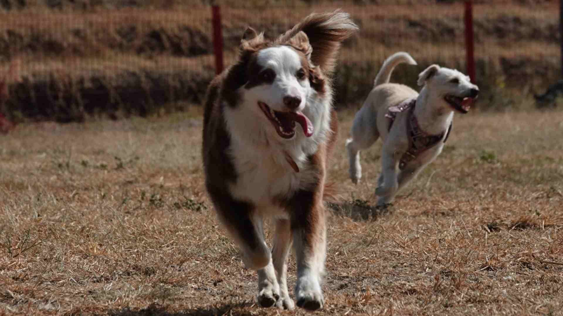 Las razas de perro más propensas al cáncer son los Bóxer, los Golden Retriever y los Beagle