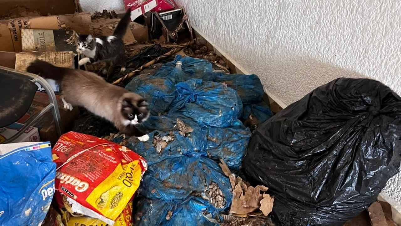 Rescatan a perros y gatos hacinados en Toluca