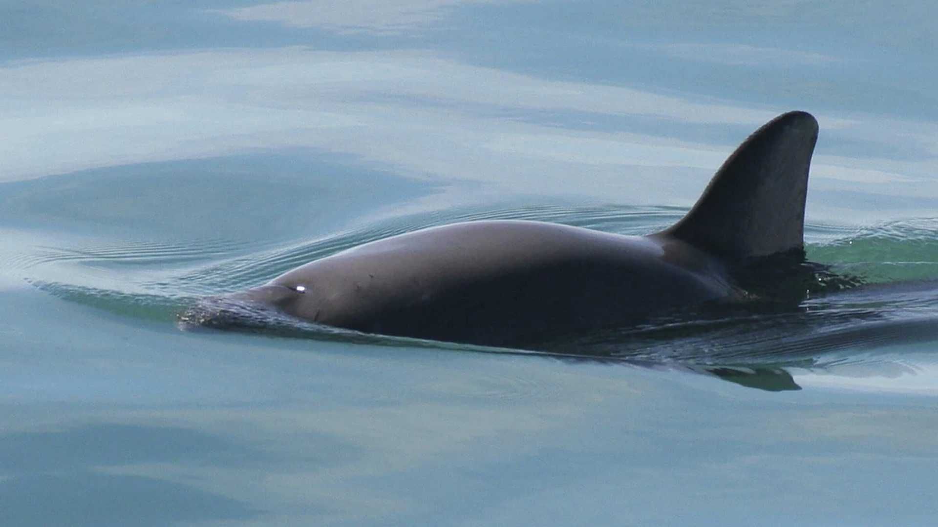 Cuenta Regresiva Hacia la Extinción: Vaquita Marina 