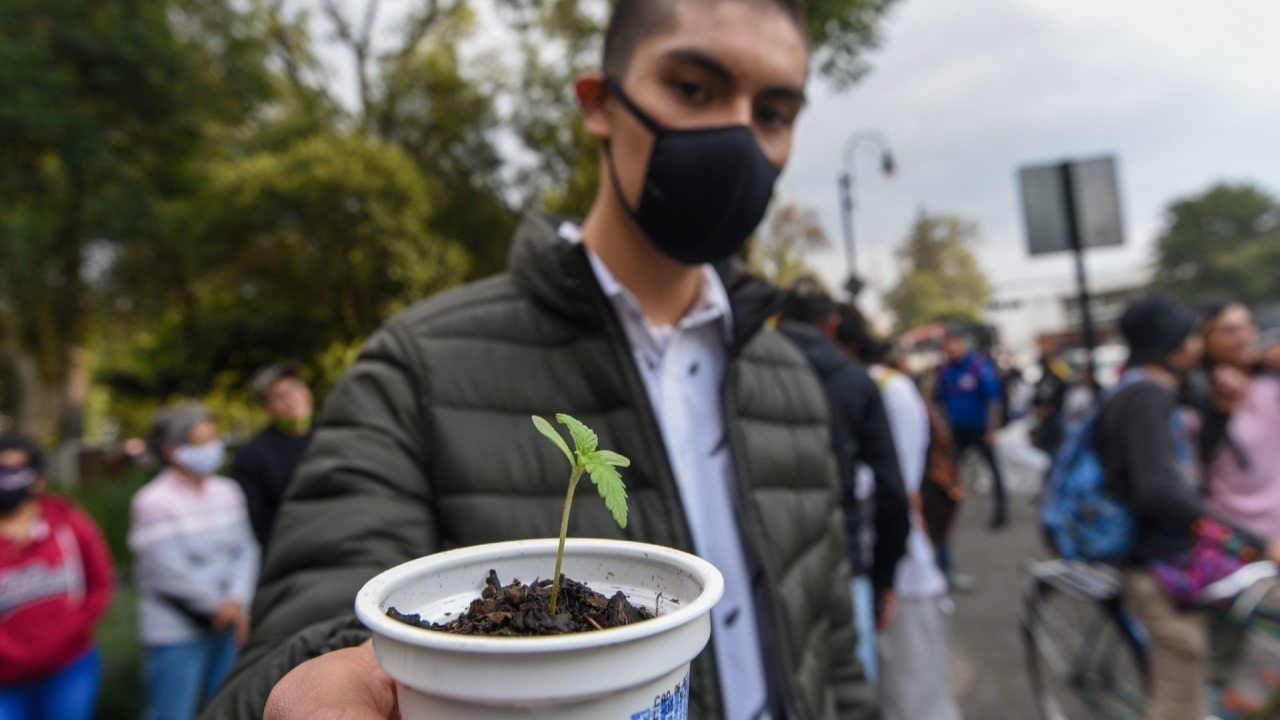 El 4 20 y el 7 10 son códigos muy utilizados por los consumidores de marihuana a nivel mundial