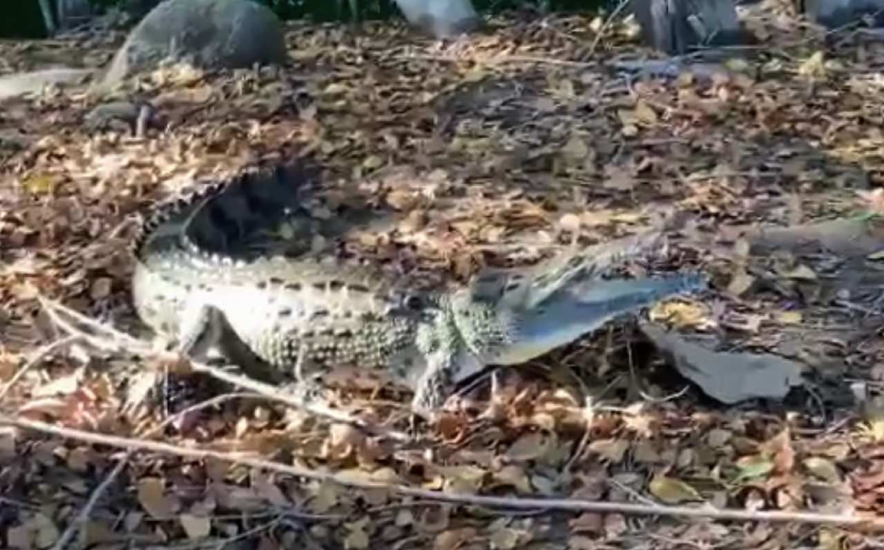 Cocodrilo de 2 Metros es Capturado en Puerto Escondido