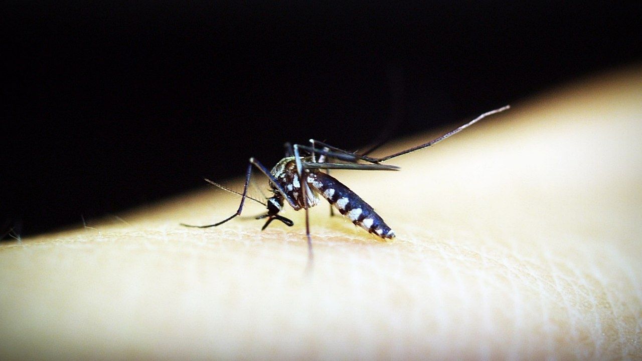 Alertan por aumento de mosquitos que transmiten el dengue en América y Europa