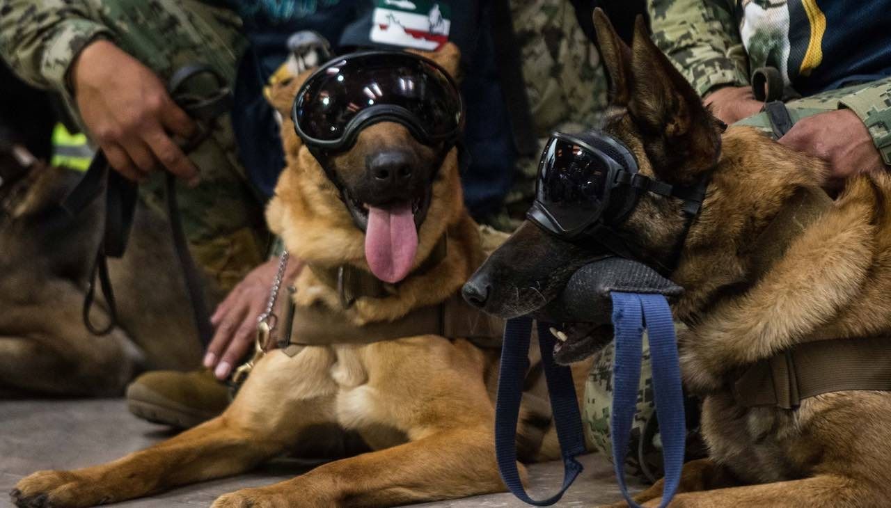 Aquí te decimos cuándo es el Día Nacional del Binomio Canino