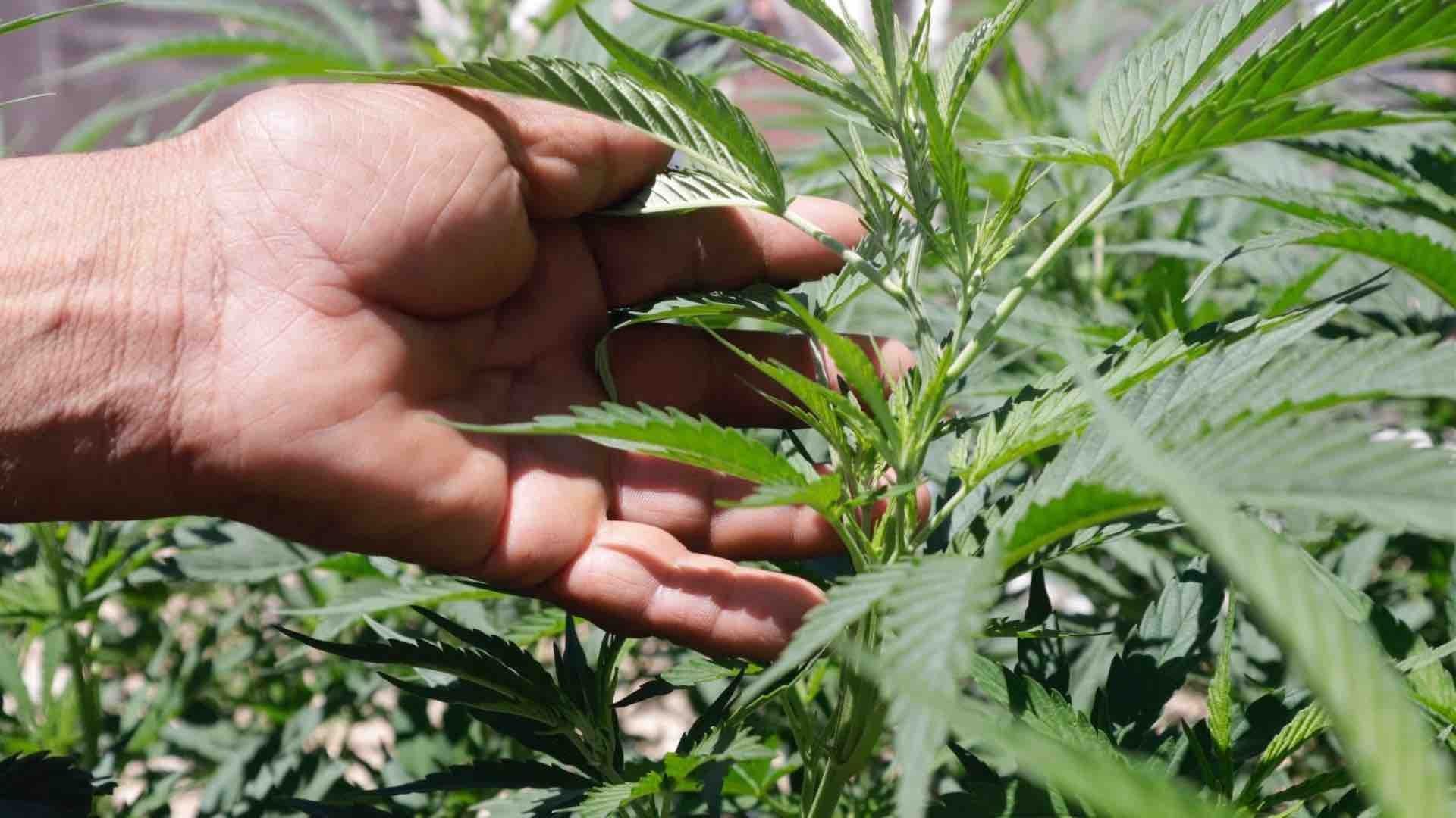 ¿Cuál es el estado de la cannabis medicinal en México?