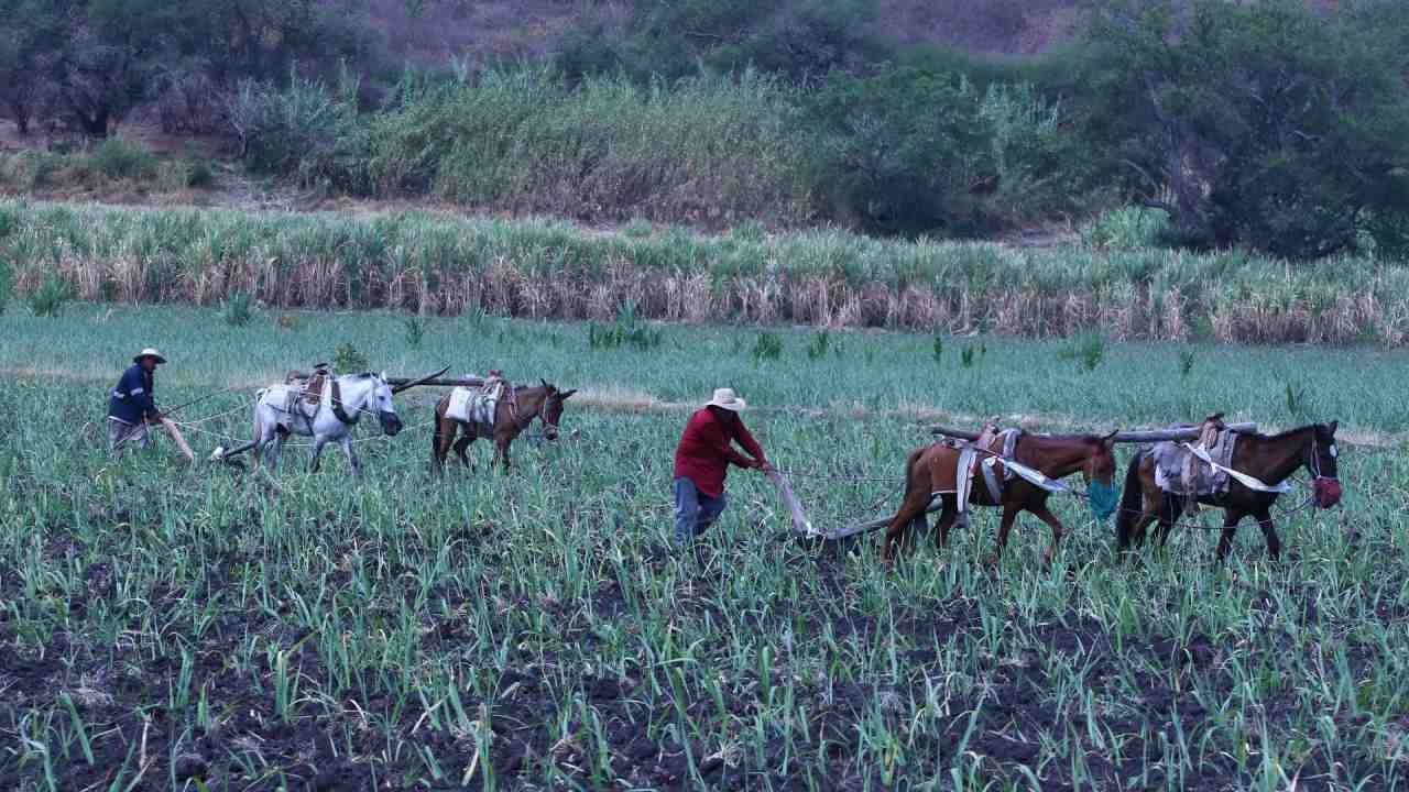 AMLO dice que el cierre de la Financiera Rural es para impedir la corrupción