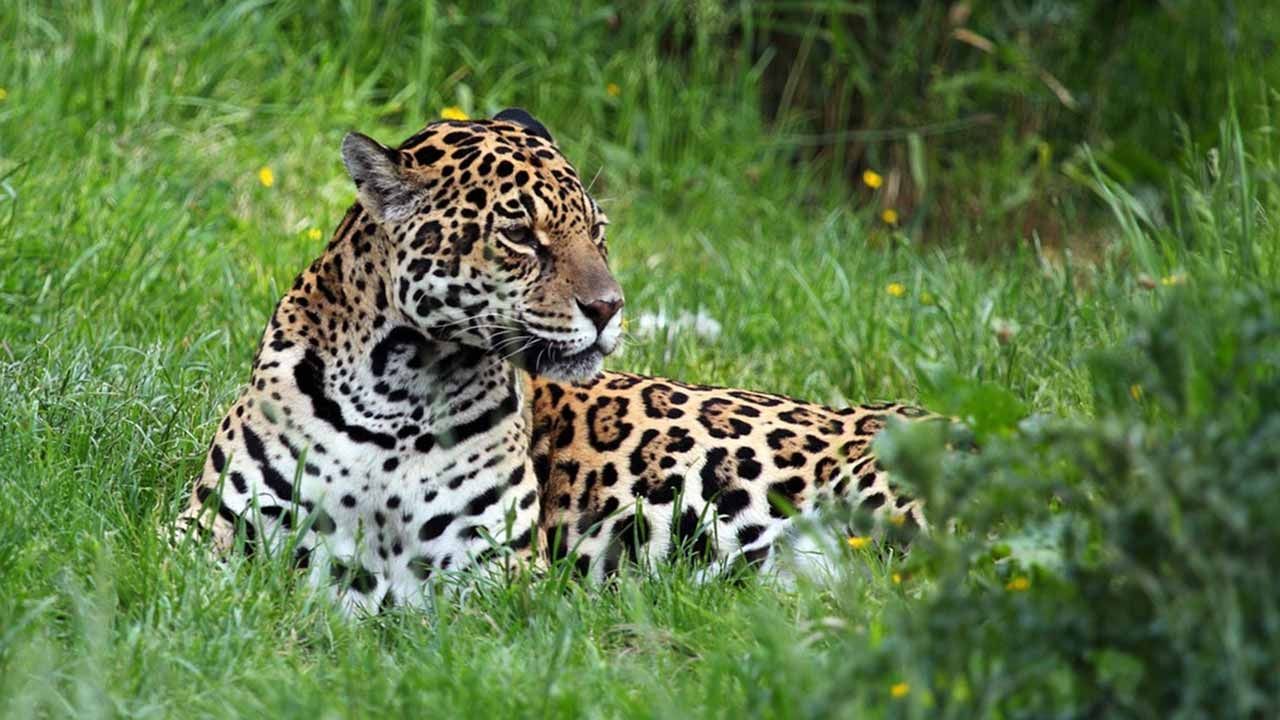 La Guardia Nacional realiza operativos de protección en la reserva del jaguar en Tulum, Quintana Roo