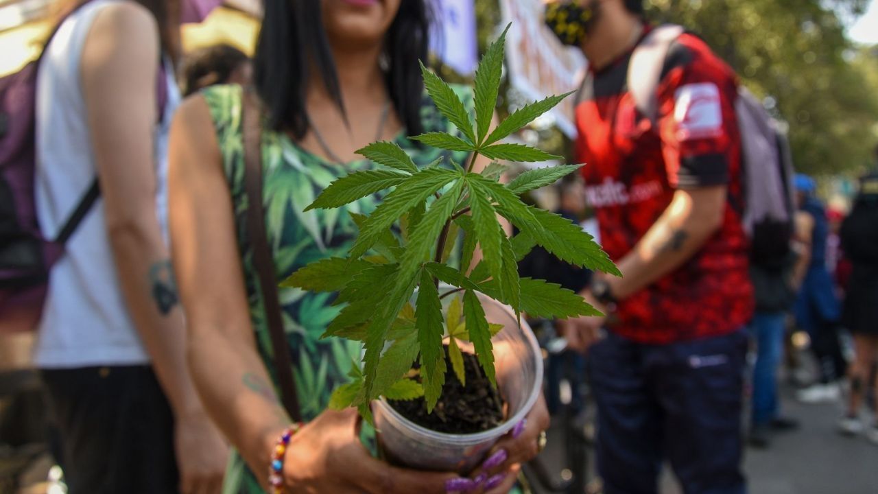 En México puedes portar hasta 5 gramos de marihuana sin ser detenido