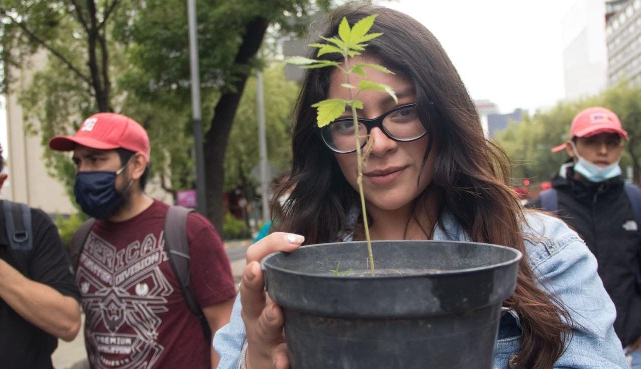 Cómo tramitar el permiso de portación de marihuana.