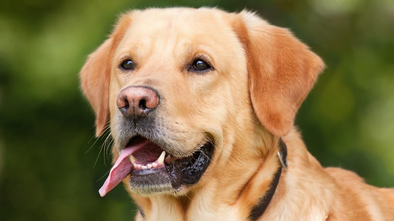 De acuerdo con un estudio, los perros grandes podrían vivir menos que los perros pequeños