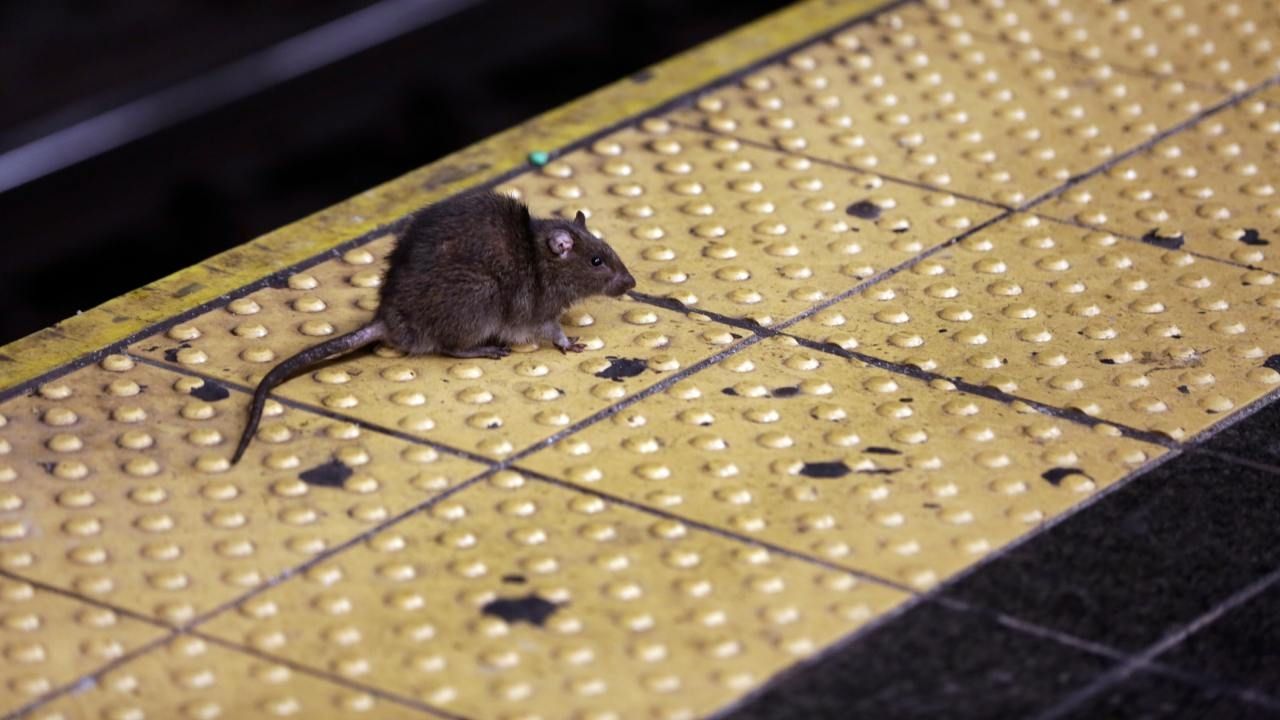 Las ratas son parte del tejido urbano de Nueva York, Estados Unidos, desde hace más de 200 años