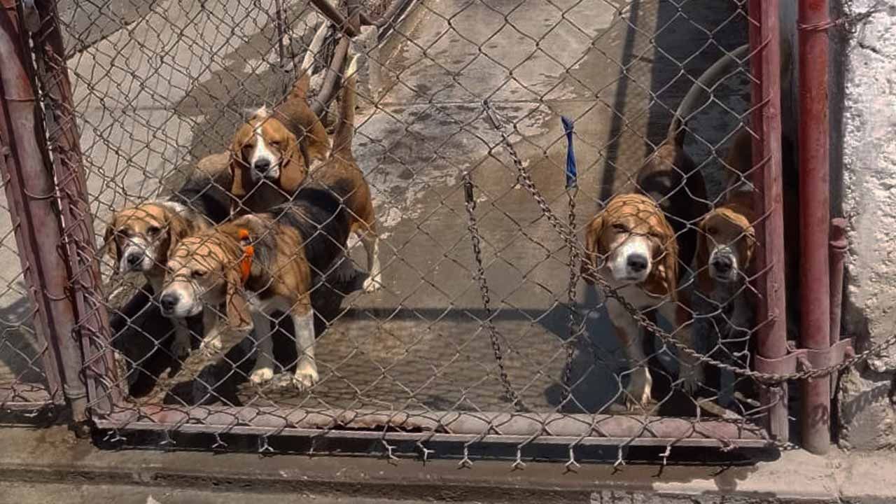 Rescatan a perros enjaulados en Texcoco