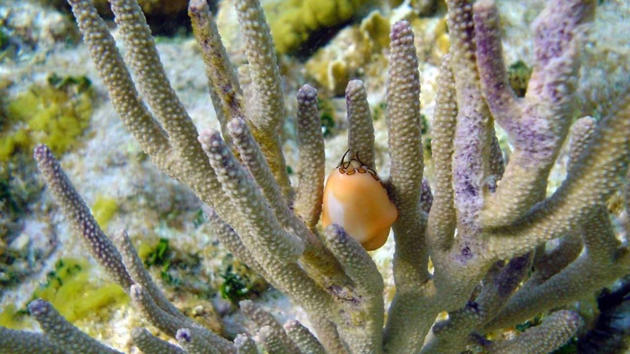 Blanqueamiento de Coral Afecta a Arrecifes del Caribe Mexicano