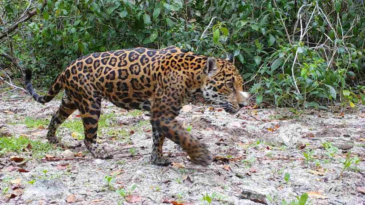 Estos datos brindan información sobre la vida silvestre local a los investigadores y contribuyen a la preservación de la biodiversidad de Yucatán