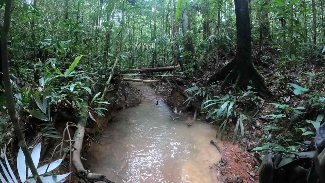 Niños Indígenas Perdidos en Selva Colombiana ‘Están Vivos’: Autoridades