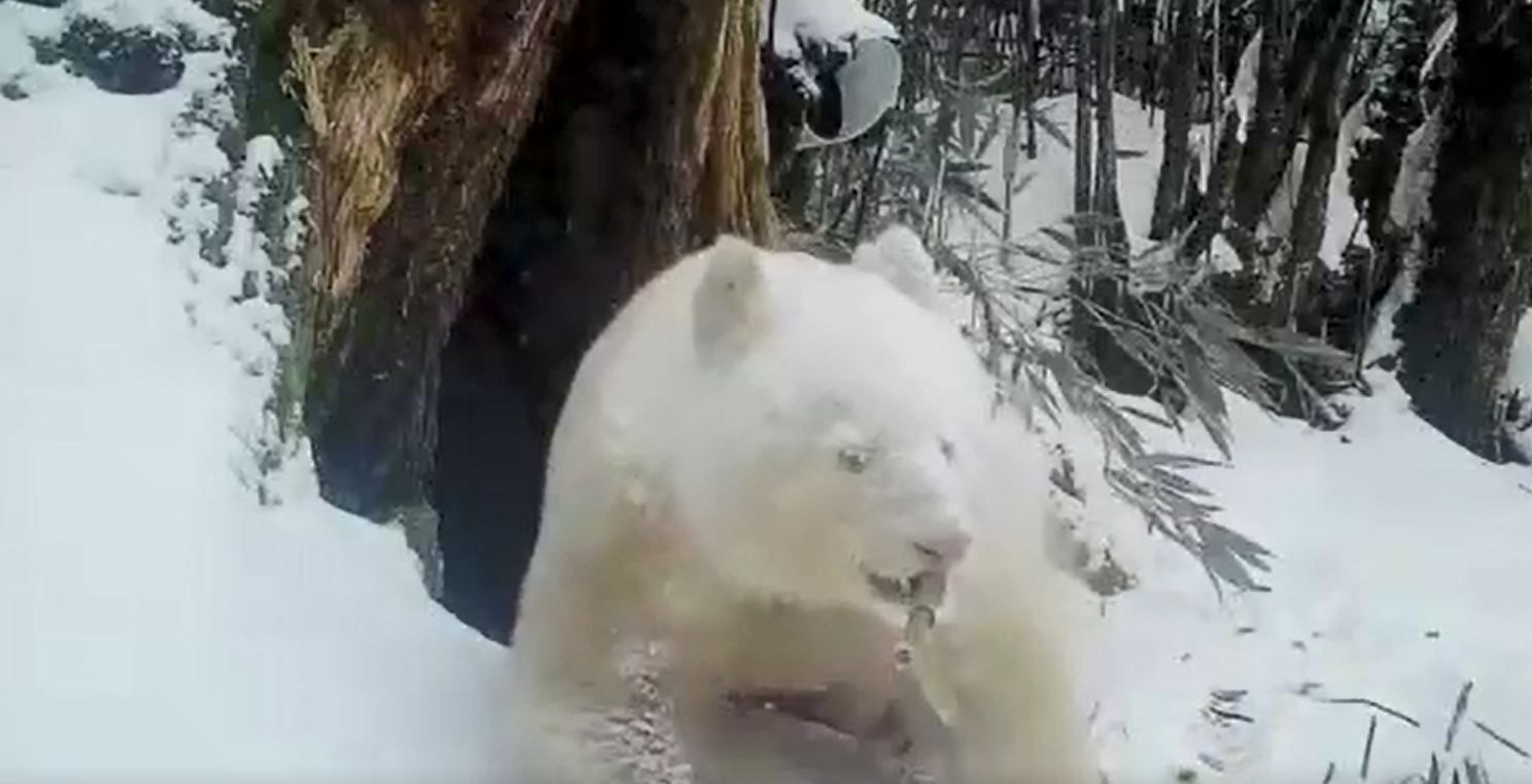 Cámara en línea para ver el oso panda recién nacido