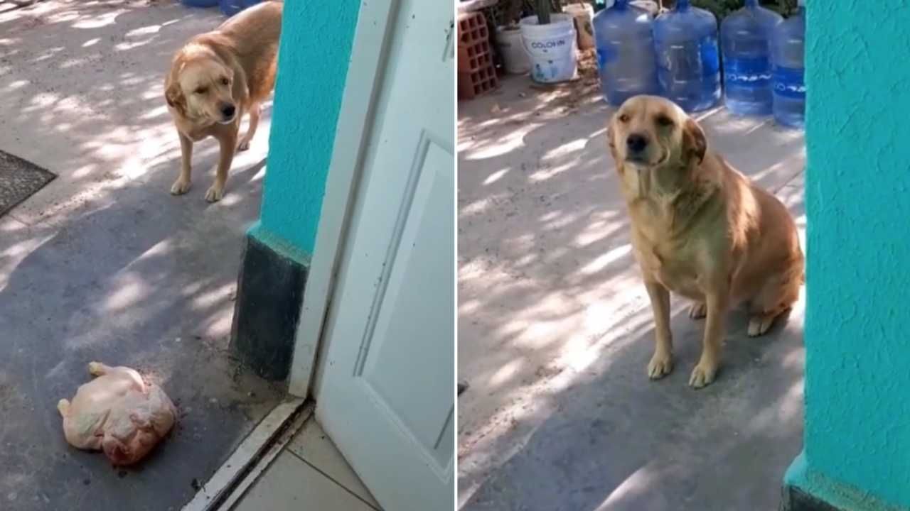 Esta perrita se robó un pollo entero para darlo a su dueña