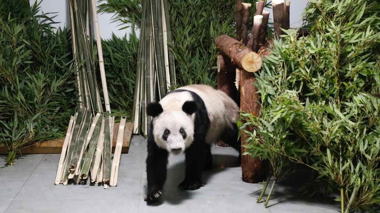 Panda gigante Ya Ya vuelve al zoológico de Beijing, China