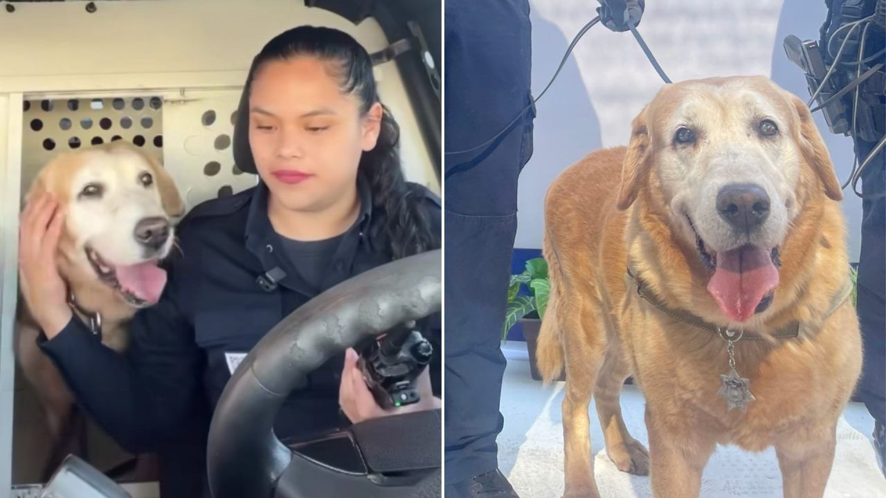 ¡Gracias, Bubu! Perrito Policía Se Jubila en Hermosillo