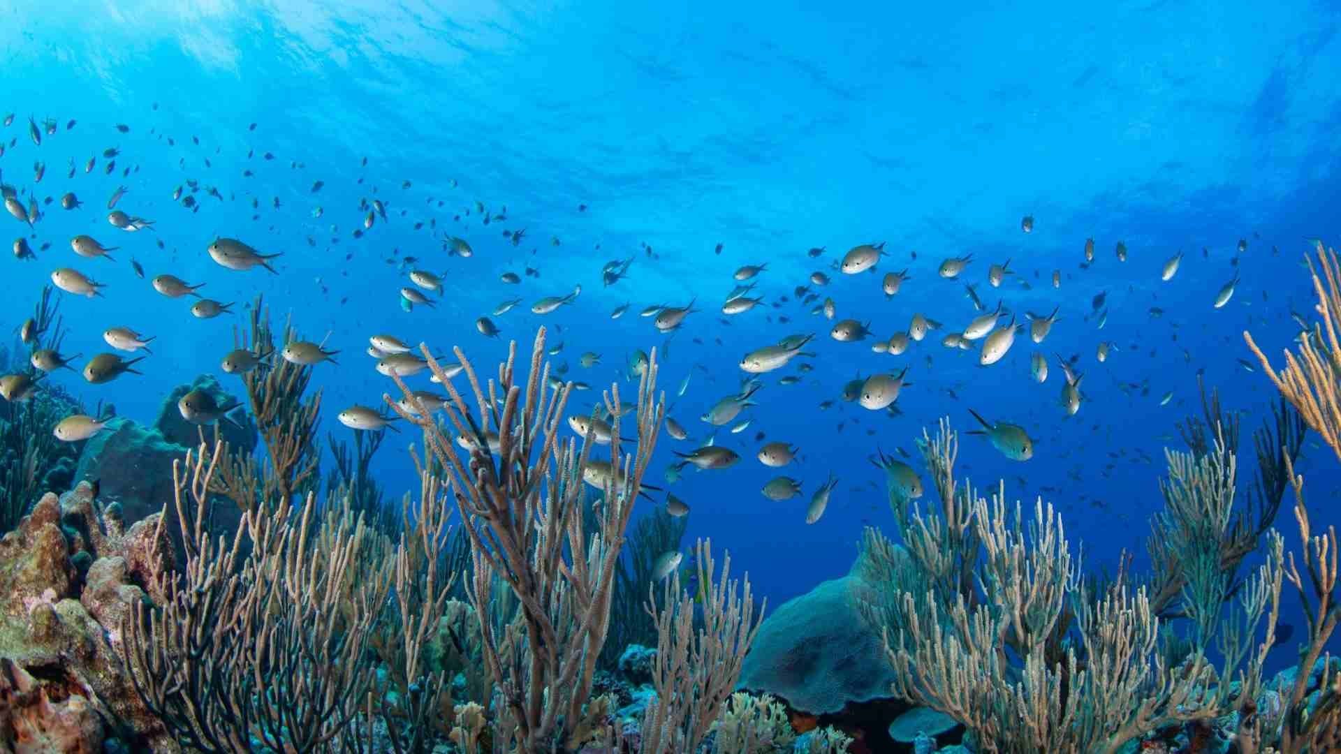 Arrecifes de Bajos del Norte en Yucatán