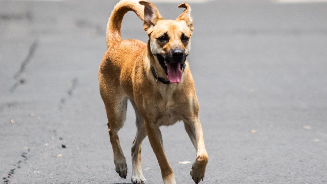 Los perros gatos y en general todas las mascotas también deben protegerse del calor