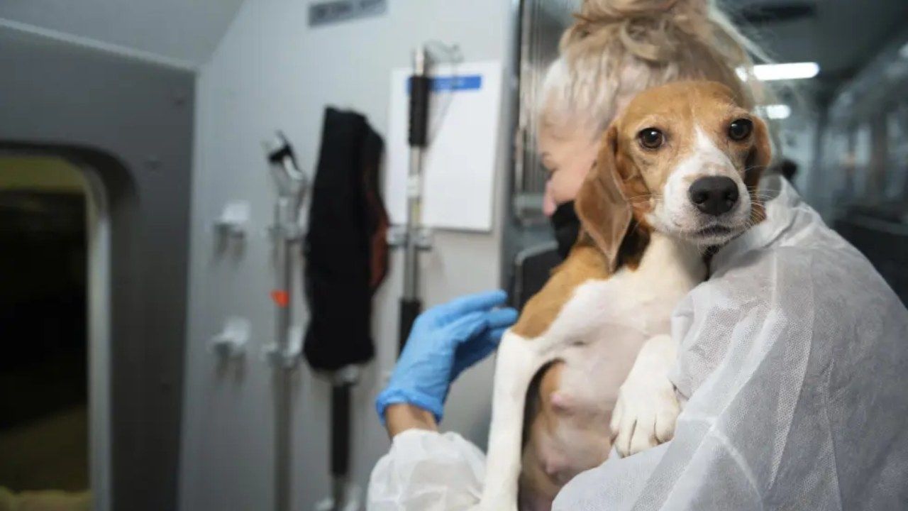 Rescatan a un beagle que iba a ser vendido a laboratorios de experimentación con animales