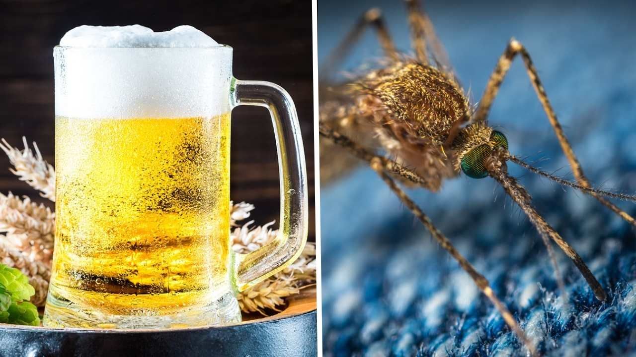 Existen varios factores que aumentan la atracción de los mosquitos y tomar cerveza es uno de ellos