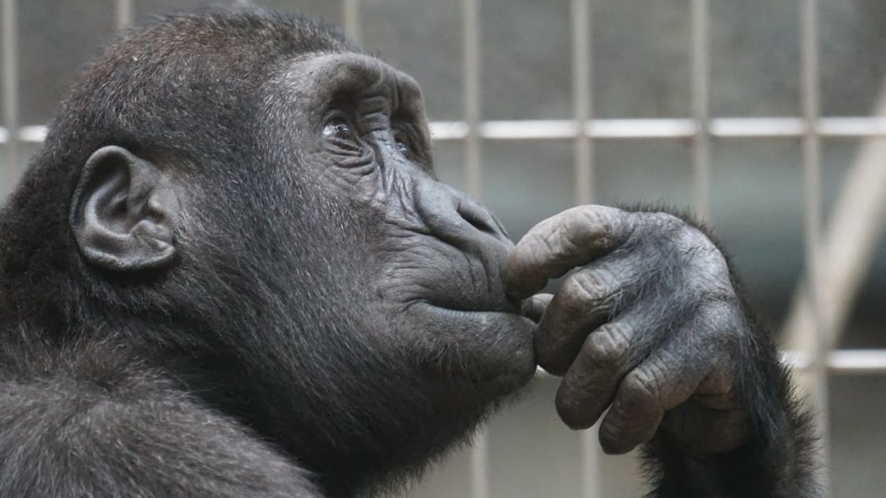 El Chimpancé es Capaz de Considerar 2 Escenarios: Estudio