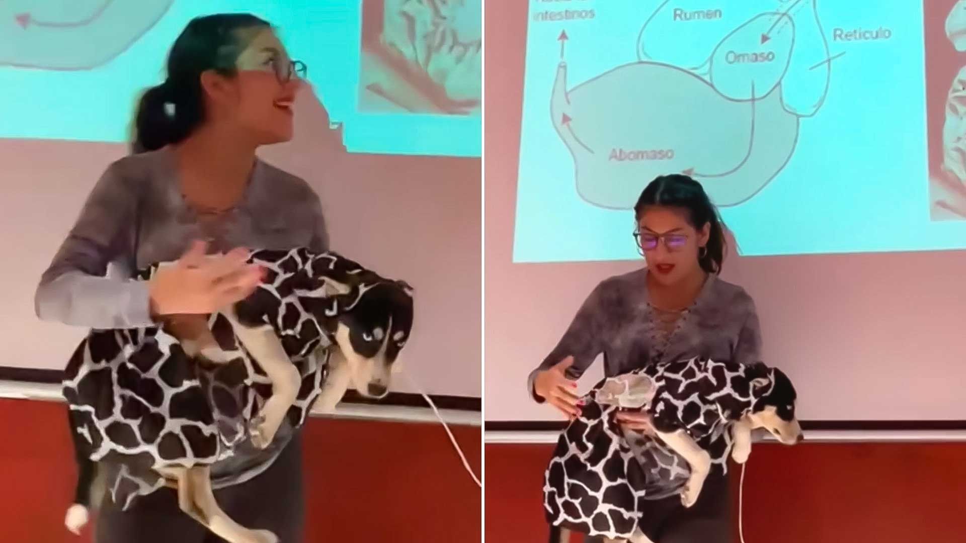 Estudiante Disfraza a su Perrita como Vaca Para Exposición 