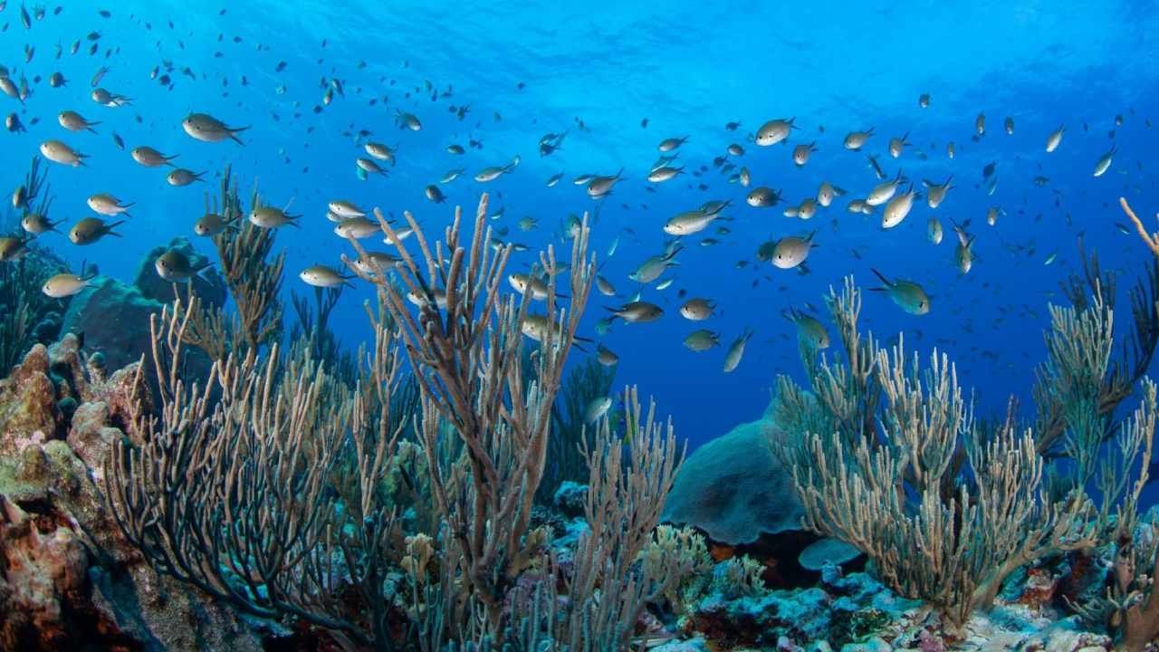 Cambios en Fenómeno El Niño Salvan a los Arrecifes de Coral