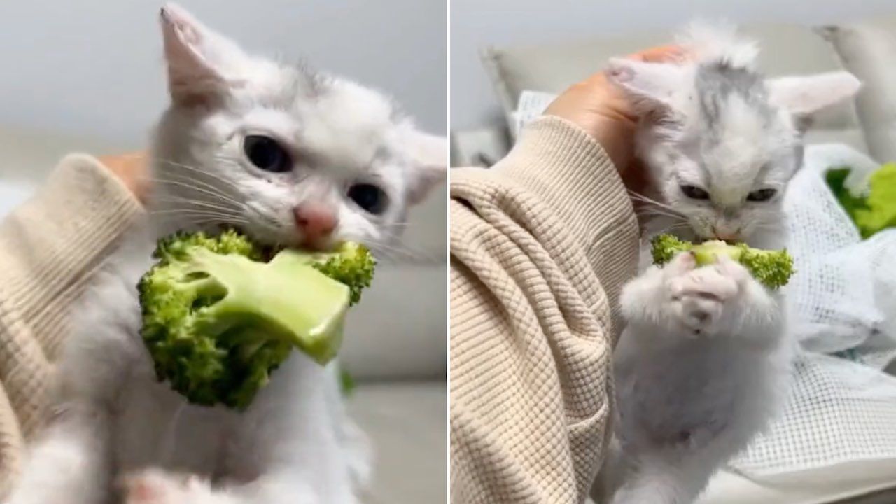 Gatito come brócoli en video viral