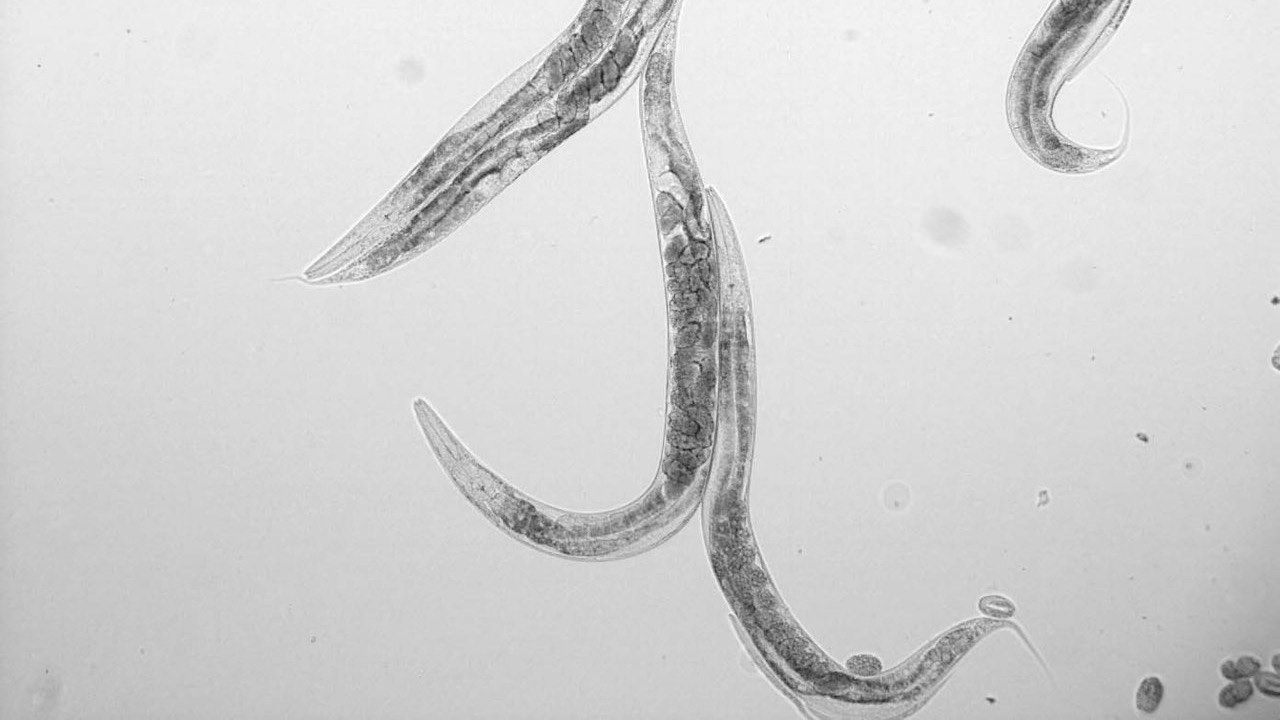 Ejemplares de gusanos Caenorhabditis elegans bajo el microscopio