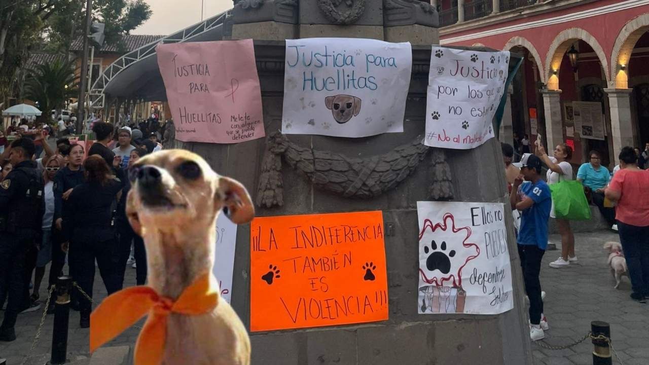 Justicia para ‘’Huellitas’’ Perrito Asesinado por Alumna en Puebla