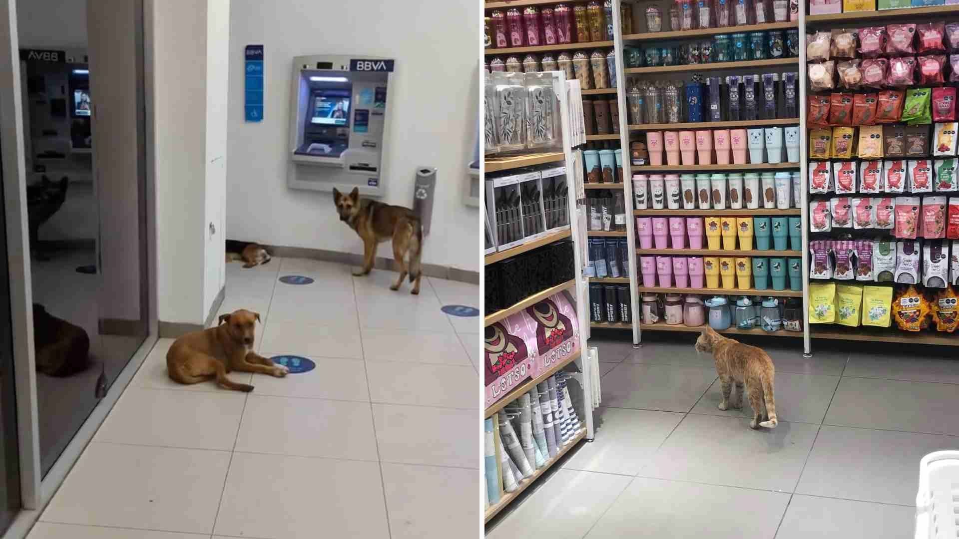 Mascotas se protegen del calor en comercios de Mexicali, BC