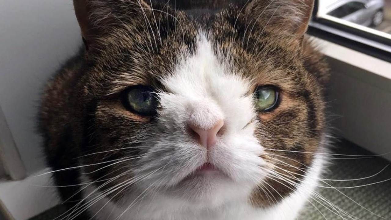 Monty, gato con Sindrome de Down recibió una segunda oportunidad de tener familia