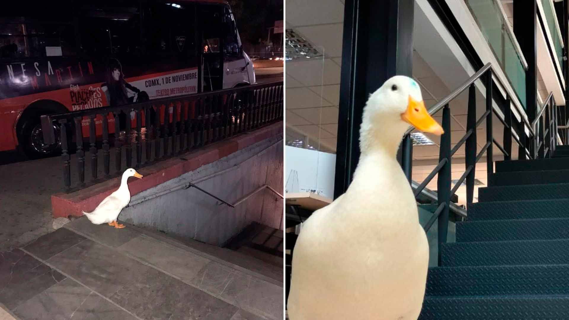 Pato Intenta Entrar al Metro, Escapó del Lago de Chapultepec