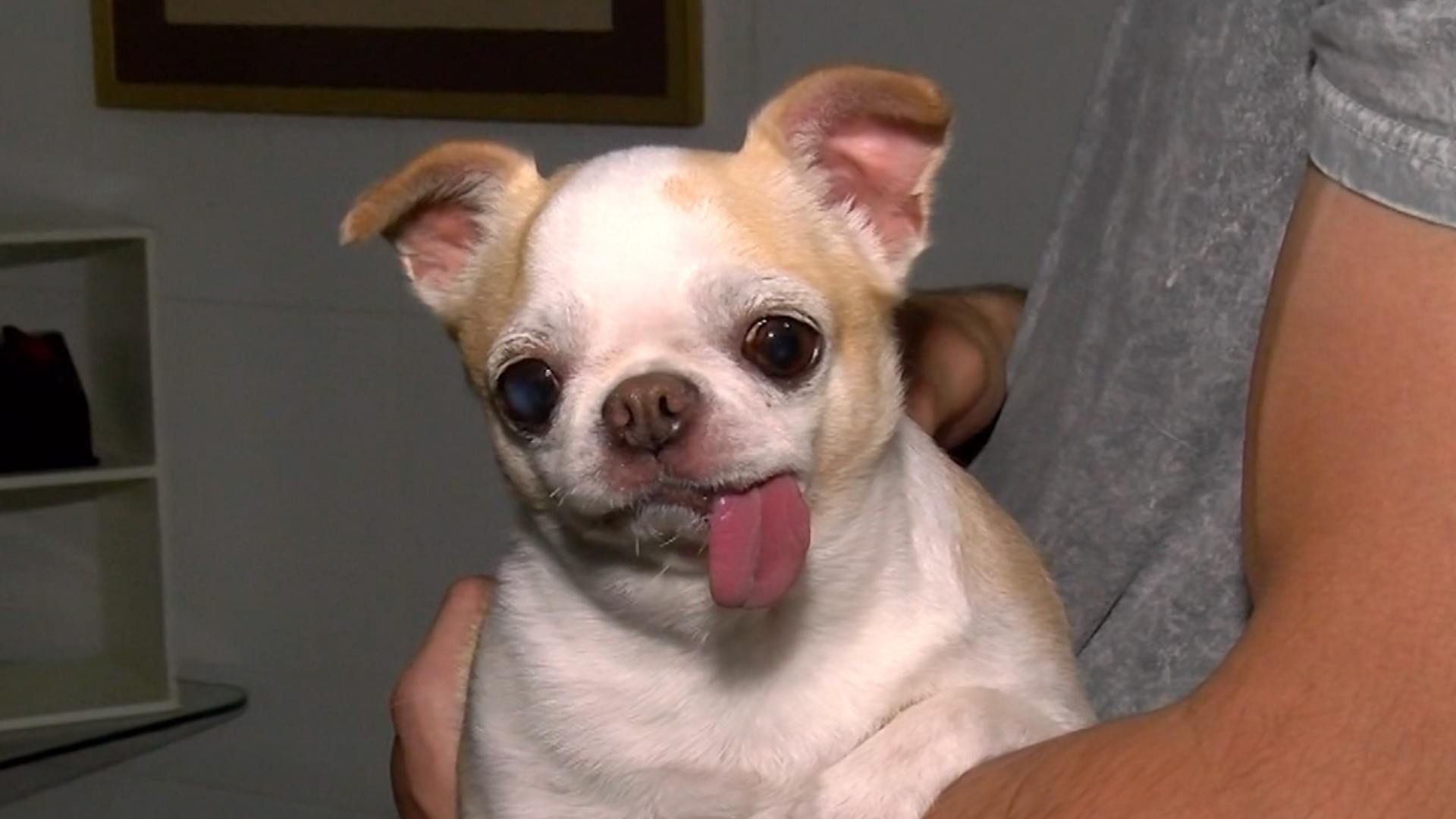 Perros y gatos pueden sufrir golpe de calor en Nuevo León