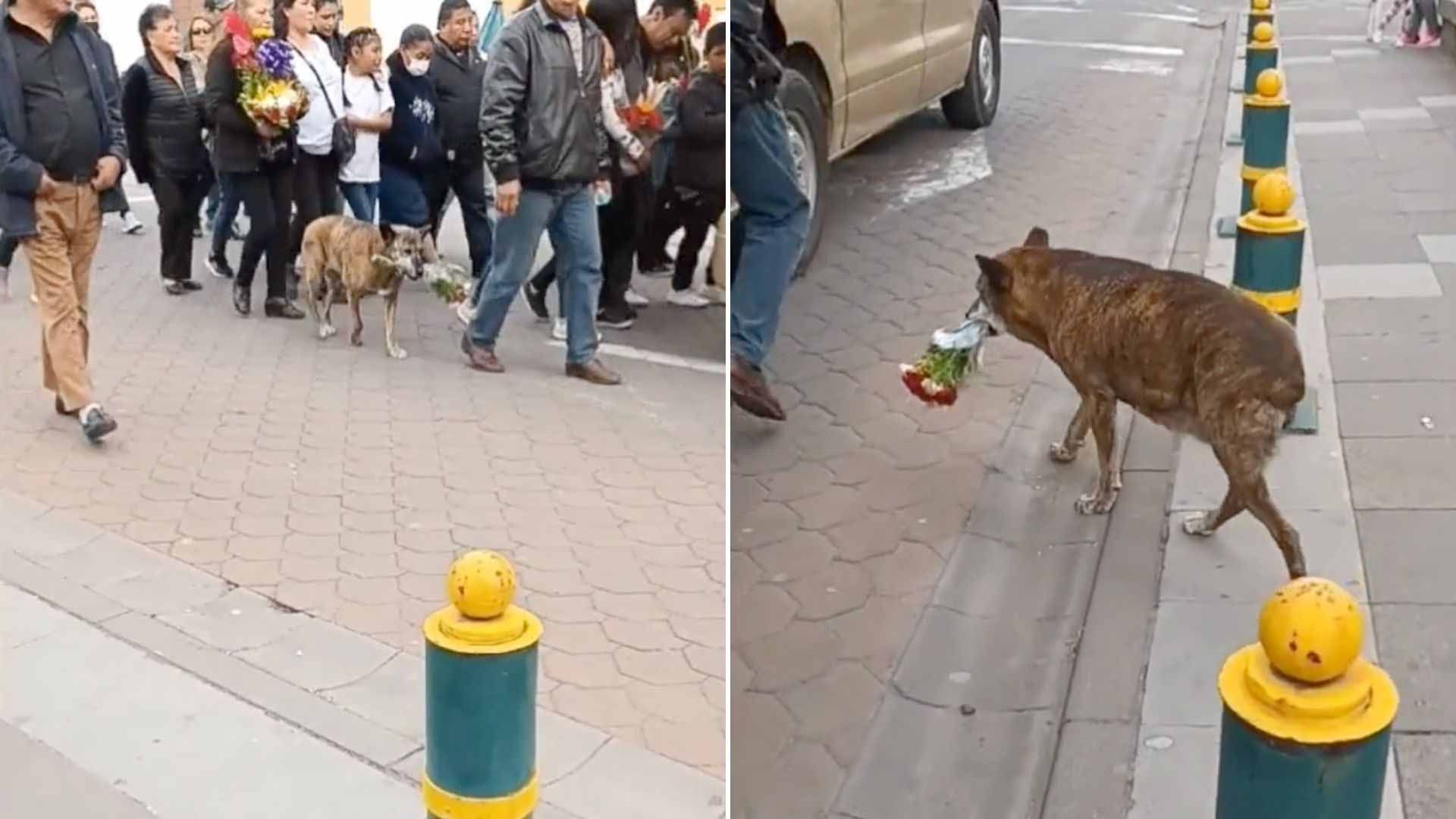 Video: Perrita Carga Flores Durante Funeral