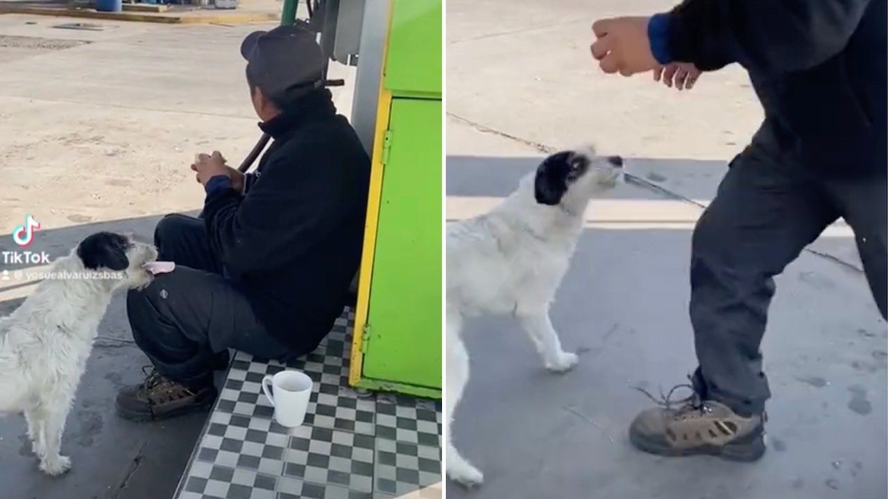 Este adorable perrito robó el desayuno de un trabajador