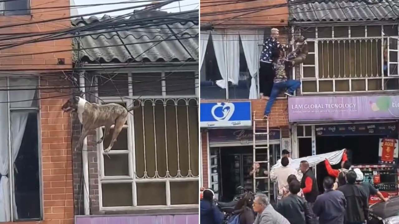 Perro Queda Atorado en Cables Por Perseguir a un Gato: Video Viral