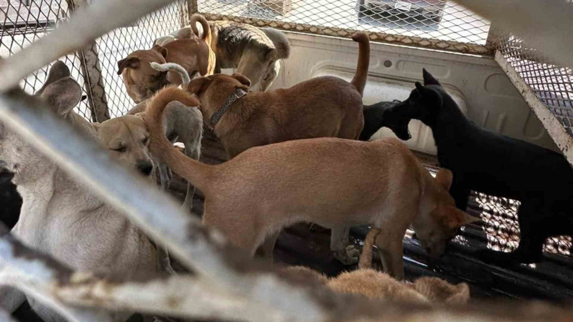 400 perros fueron rescatados al ser vendidos de manera clandestina