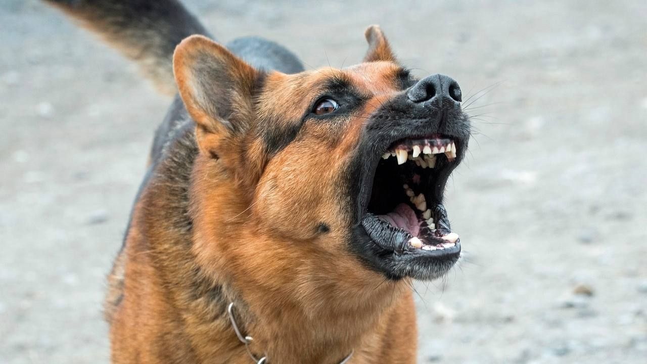 Perros Muerden Con Más Frecuencia en los Días Más Calurosos y Contaminados, Revela Estudio