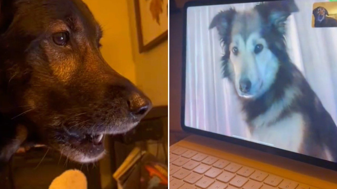 Perros tienen videollamada