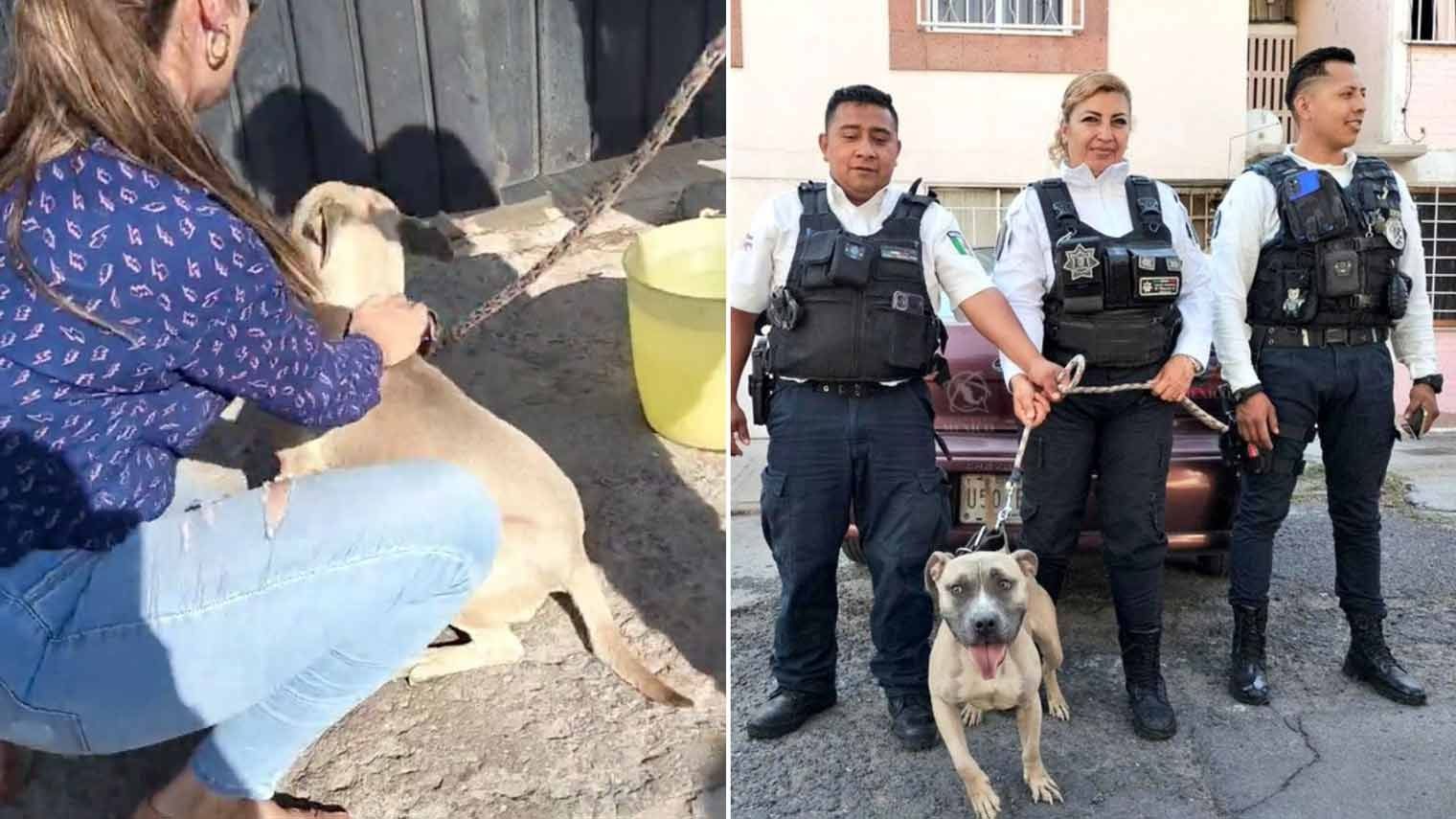 Recatan a Perrito a Punto de Morir por Golpe de Calor en Neza