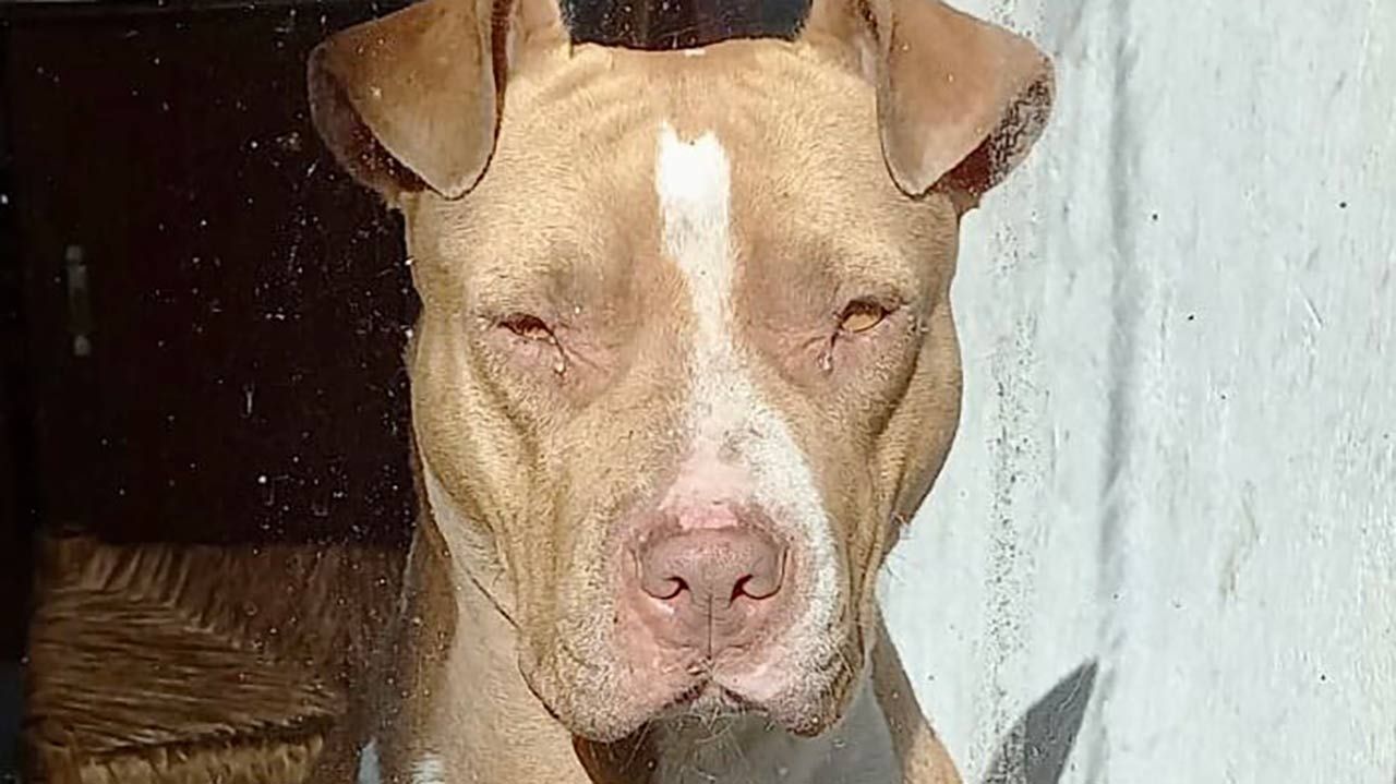 ¡Justicia! Sujeto Droga y Abusa de Perrita Pitbull en Veracruz