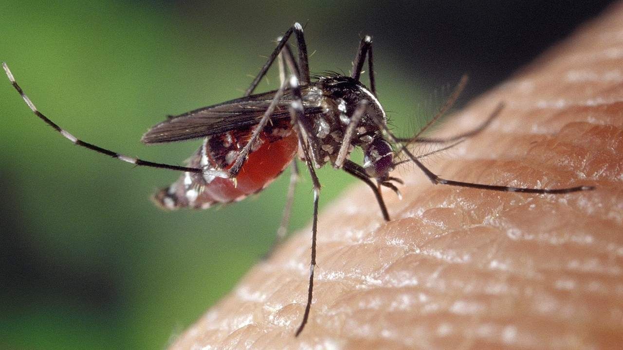 Desarrollan la vacunación de mosquitos como nueva estrategia contra el dengue