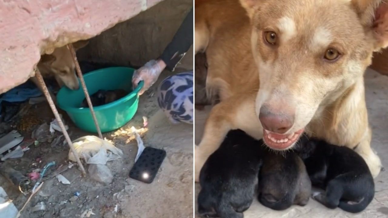 Joven Rescata Perritos Atrapados en Canal de Aguas Negras en Tijuana