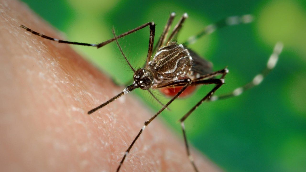 Investigadores crean aplicación sobre mosquitos para ayudar a combatir la malaria