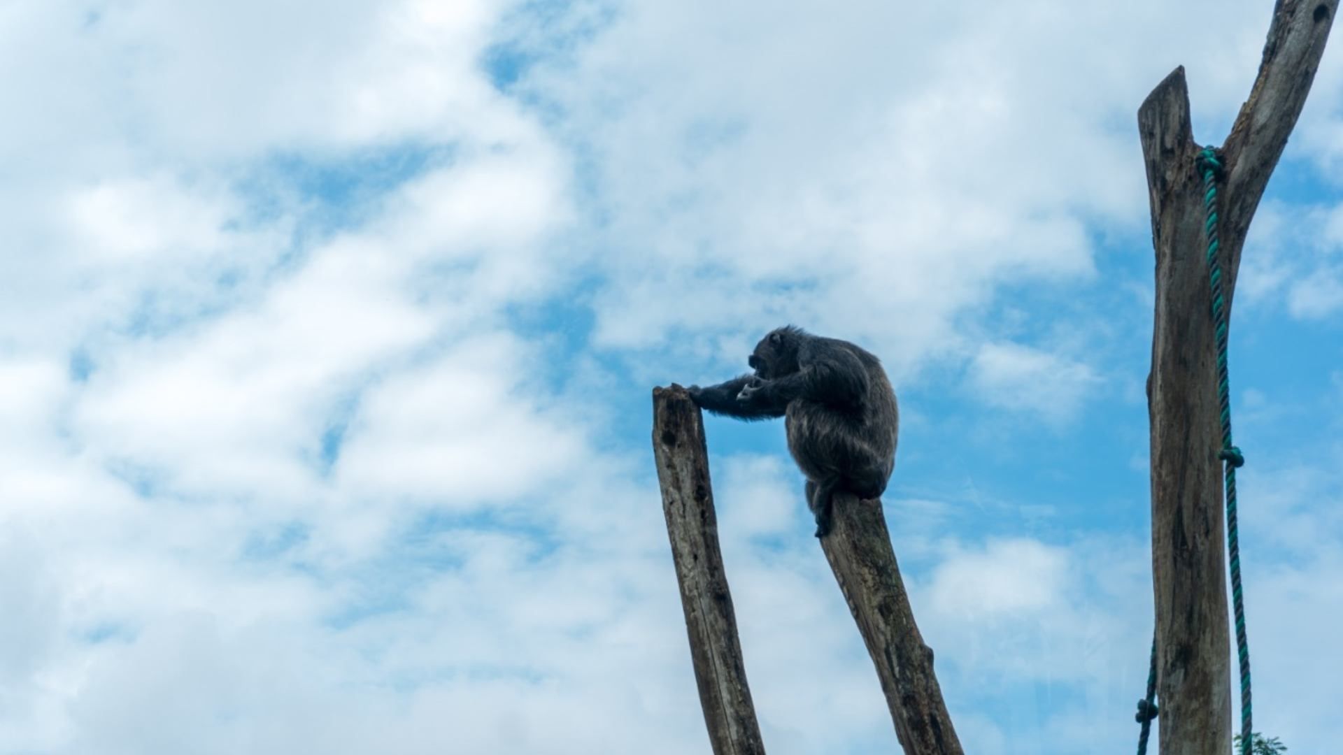 Matan a 2 Chimpancés Fugados de Zoológico en Colombia; Piden Investigación