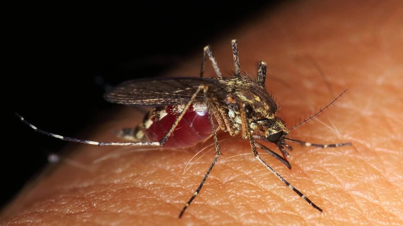 OMS indica que el dengue podría extenderse en América en segundo semestre de 2023